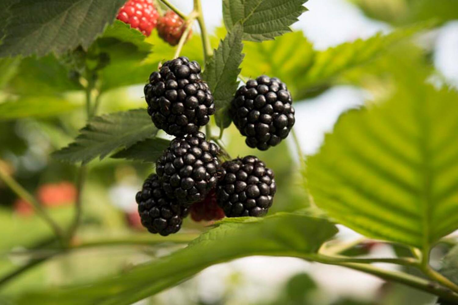 Bramen beekers berries 125gr kist 12 stuks